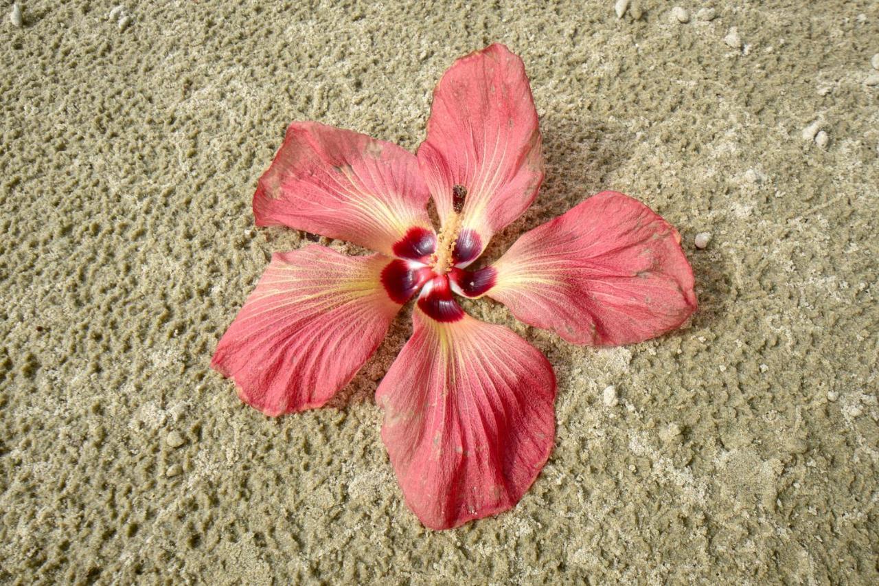 קייפ טריבוליישן Thornton Beach Bungalows Daintree מראה חיצוני תמונה
